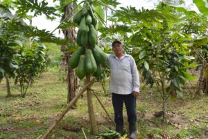 Lee más sobre el artículo AGROPZACHIN E.P. impulsa el cultivo de papaya criolla