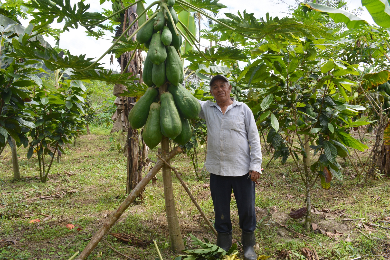 En este momento estás viendo AGROPZACHIN E.P. impulsa el cultivo de papaya criolla