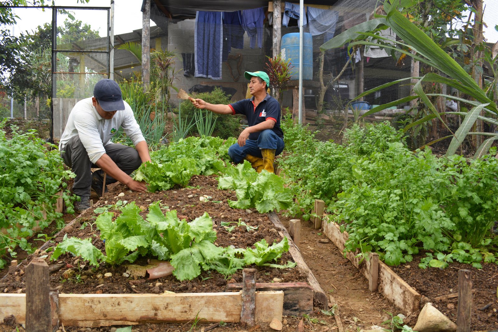 Lee más sobre el artículo En el cantón Nangaritza se impulsa la producción orgánica