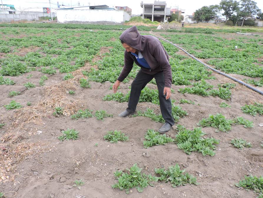 En este momento estás viendo Sequía y costos de fertilizantes afectan a la producción agrícola en Ambato