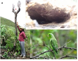Lee más sobre el artículo Primera evidencia de anidación del periquito del Pacífico en los Andes del norte de Ecuador