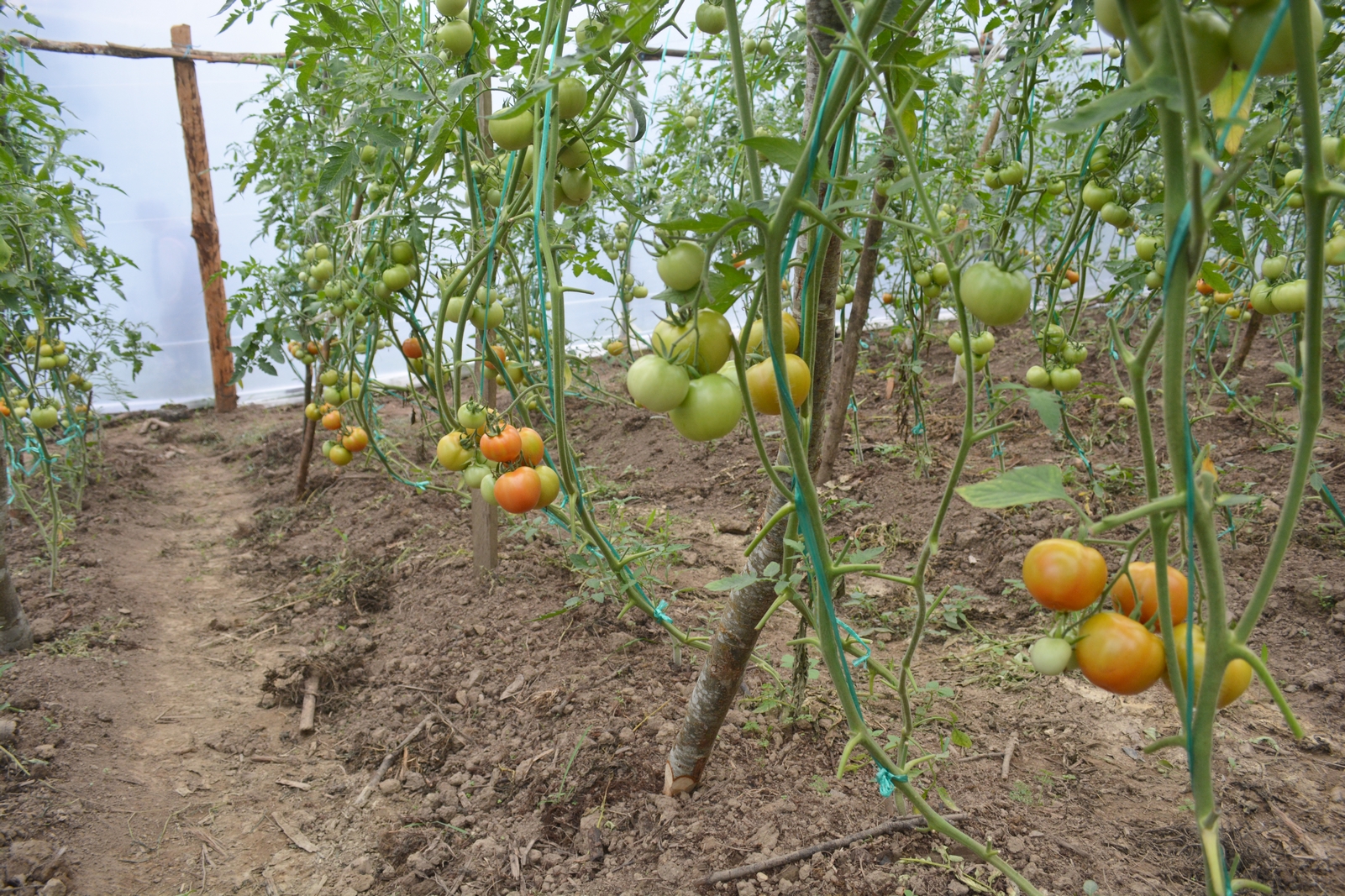 En este momento estás viendo <strong>AGROPZACHIN E.P. fomenta el cultivo de tomate de riñón en Imbana</strong>