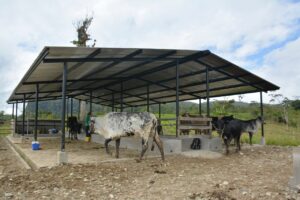 Lee más sobre el artículo <strong>Prefectura contribuye a la construcción de establos en El Pangui</strong>