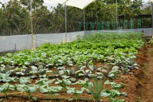 Lee más sobre el artículo <strong>Huertos familiares y comerciales contribuyen al desarrollo de El Pangui</strong>