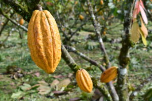 Lee más sobre el artículo <strong>Producción de cacao es rentable en Playas de Cuje</strong>