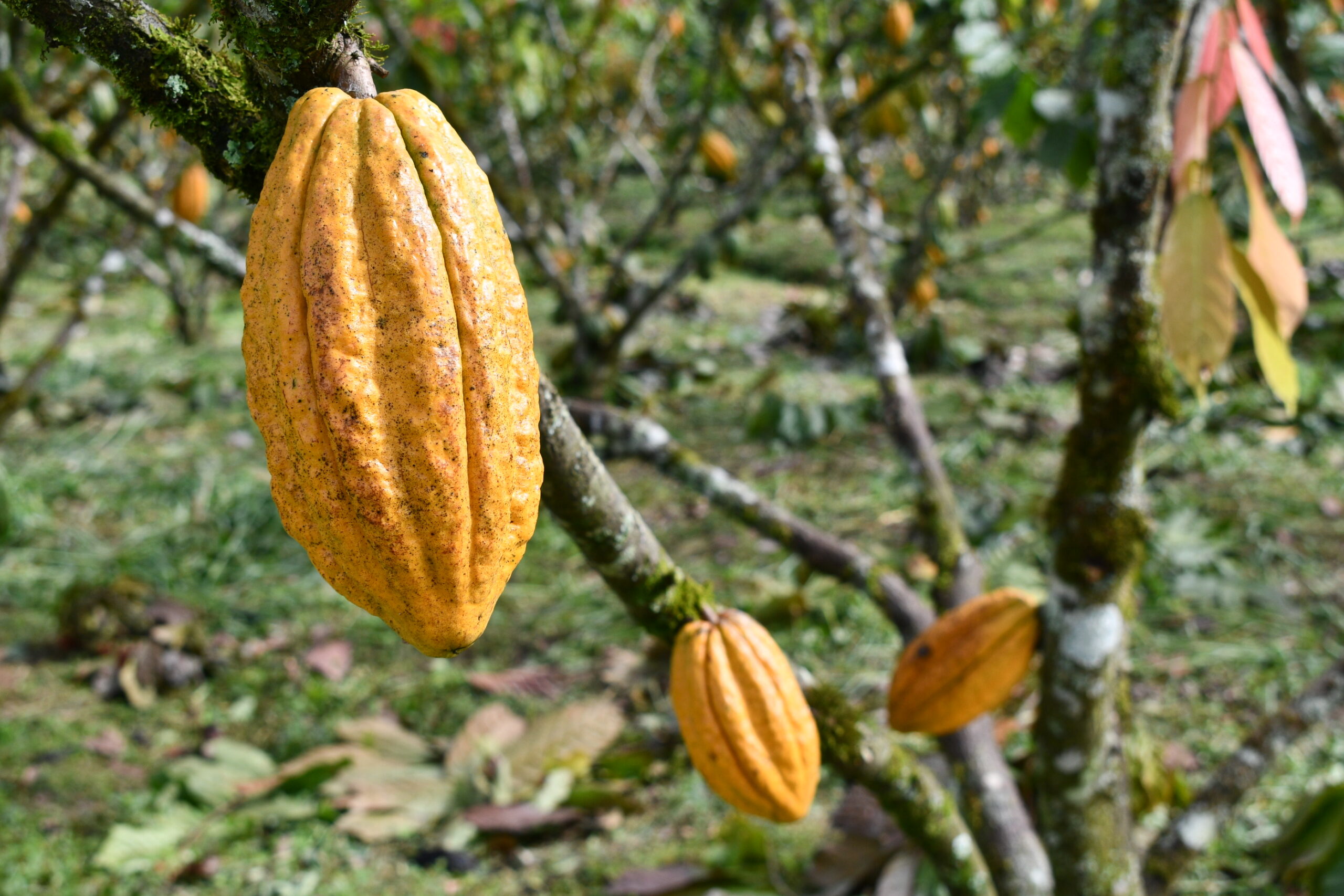 En este momento estás viendo <strong>Producción de cacao es rentable en Playas de Cuje</strong>