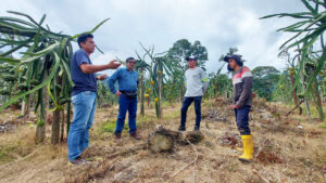 Lee más sobre el artículo ECSA apoya el cultivo de pitahaya en la parroquia Tundayme