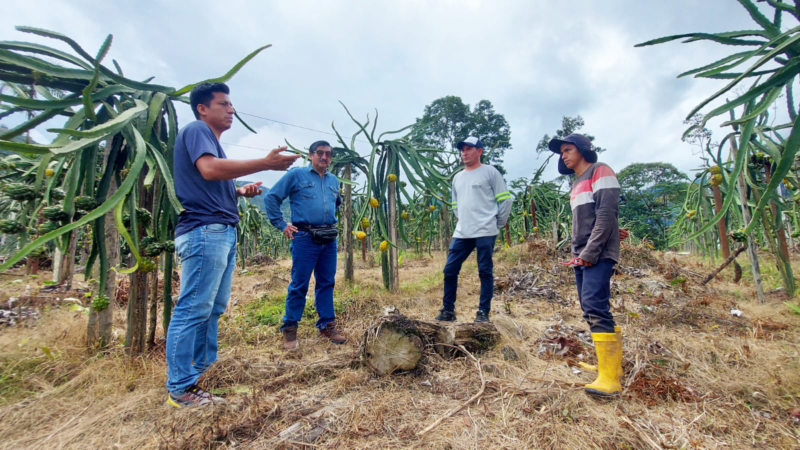 En este momento estás viendo ECSA apoya el cultivo de pitahaya en la parroquia Tundayme