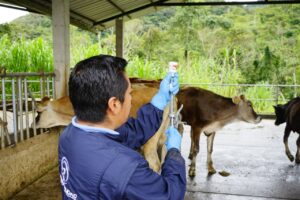 Lee más sobre el artículo <strong>En Zamora Chinchipe: 134 mil bovinos serán vacunados contra la fiebre aftosa</strong>
