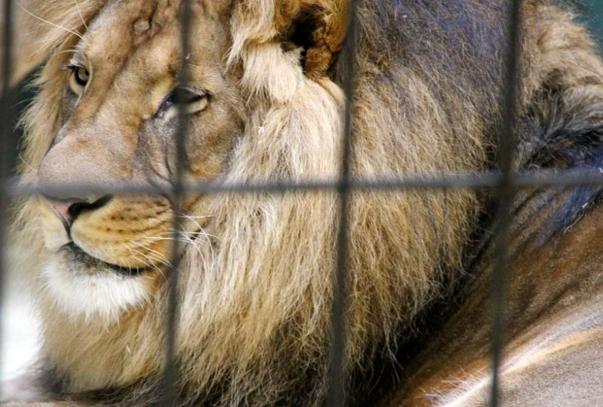 Lee más sobre el artículo Un león atacó a su domador en medio show de circo