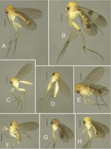 Lee más sobre el artículo 15 nuevas especies de mosquitos de los hongos son descritas en Ecuador