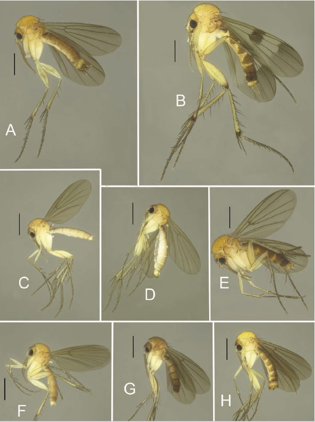 15 nuevas especies de mosquitos de los hongos son descritas en Ecuador