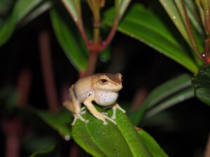 Lee más sobre el artículo Investigadores UTPL impulsan proyecto para conservar zona de alta biodiversidad en el sur del país