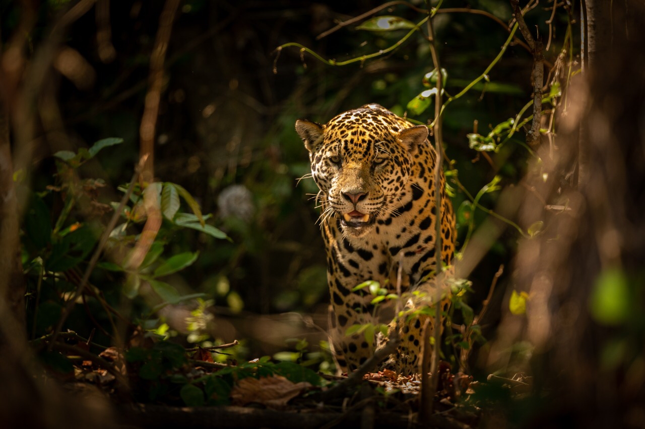 En este momento estás viendo Revista Perspectivas de Investigación presenta importantes hallazgos sobre el jaguar en los Andes