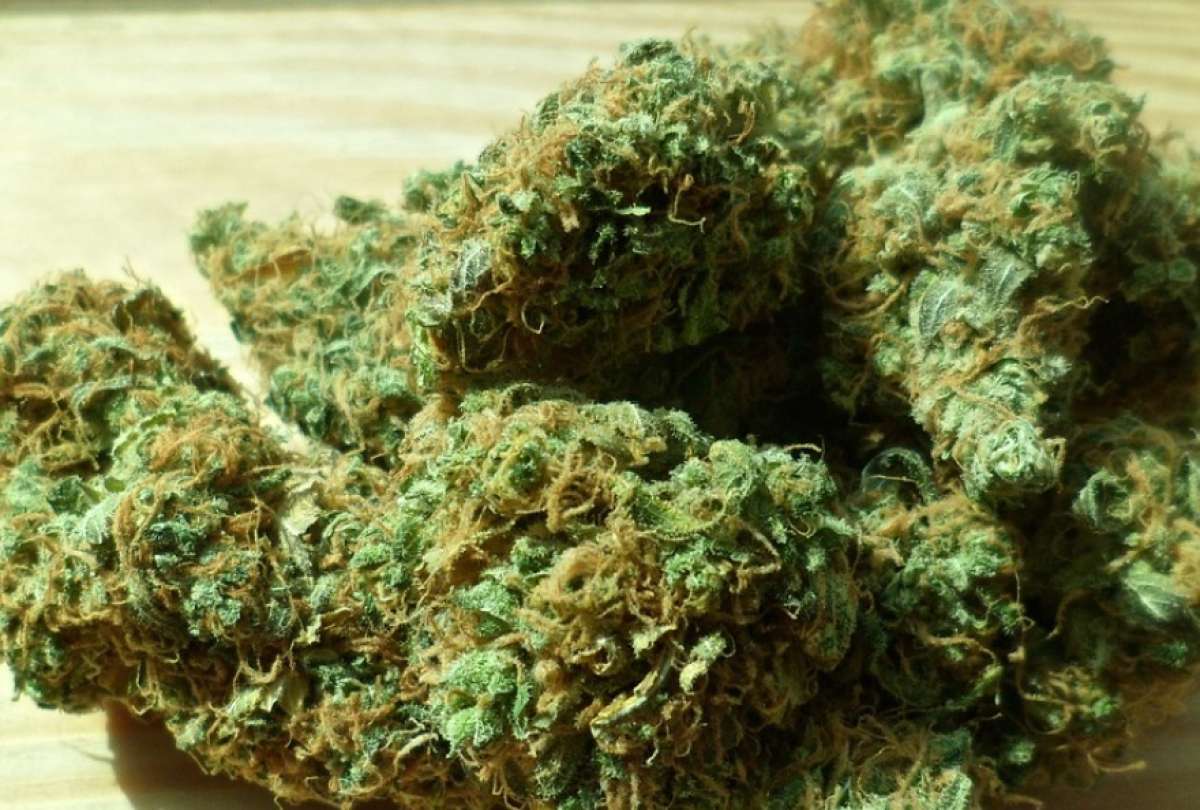 En este momento estás viendo La Policía incauta más de 96 000 dosis de marihuana en el Tena