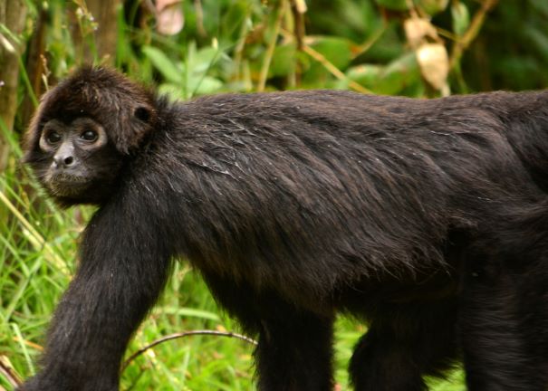 Fragilidad de los ecosistemas afectará el hábitat del mono araña cabeza marrón ecuatoriano a corto plazo