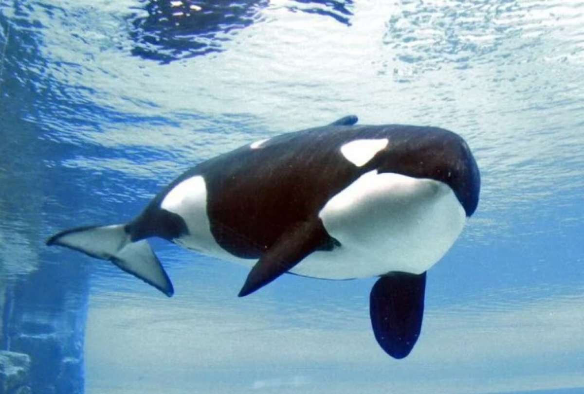 Falleció Kiska, la ballena más solitaria el mundo