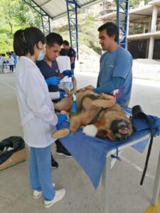 Lee más sobre el artículo En el barrio La Colina se llevó a cabo la “Campaña de esterilización canina y felina”.
