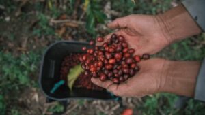 Lee más sobre el artículo Serie documental de la UTPL invita a explorar el mundo del café