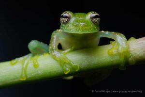 Lee más sobre el artículo Nueva especie de rana de cristal descubierta por investigadores de la UTPL