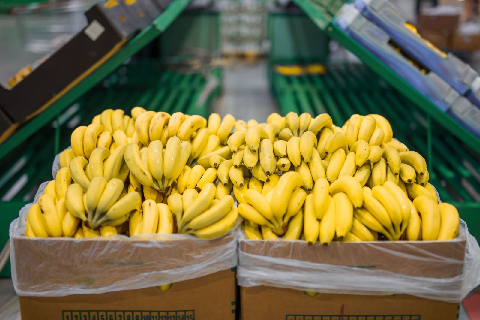 Lee más sobre el artículo UTPL promueve un proyecto de biofortificación del banano