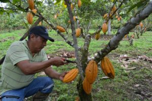 Lee más sobre el artículo Conoce la historia de Eduardo Minga, mejor finca de cacao nacional fino de aroma 2023