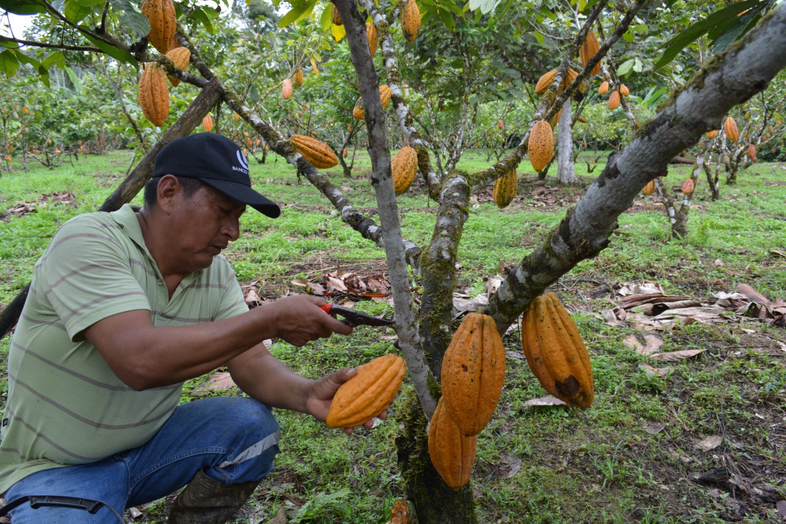 En este momento estás viendo Conoce la historia de Eduardo Minga, mejor finca de cacao nacional fino de aroma 2023