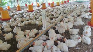 Lee más sobre el artículo El pollo de granja también se produce en grandes cantidades en Zamora Chinchipe