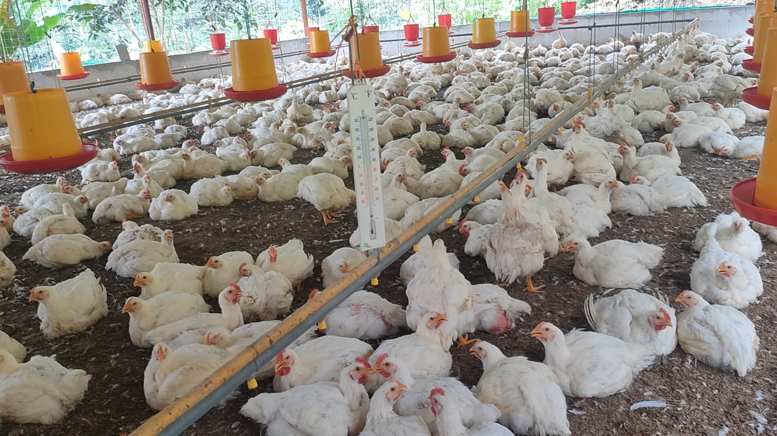 En este momento estás viendo El pollo de granja también se produce en grandes cantidades en Zamora Chinchipe
