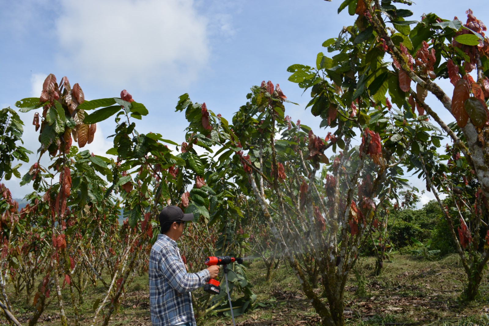 Lee más sobre el artículo La producción de Cacao toma fuerza en Paquisha