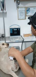 Lee más sobre el artículo Campaña de esterilización felina y canina se realizará en Yantzaza
