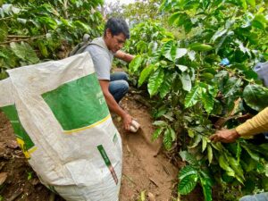 Lee más sobre el artículo Productores de café de especialidad recibieron capacitaciones en Palanda