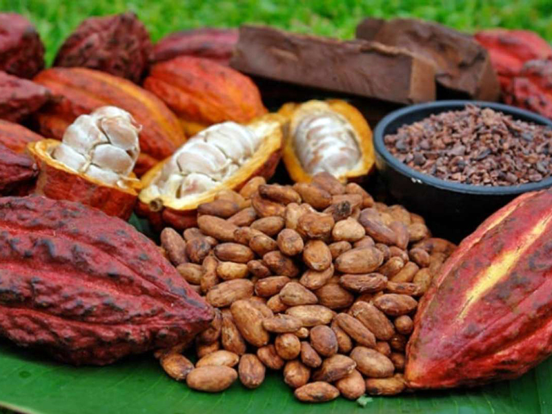 En este momento estás viendo Declaran el 1 de octubre como «Día de la Identidad Montubia Ecuatoriana» y a Los Ríos como «Capital Nacional Del Cacao»