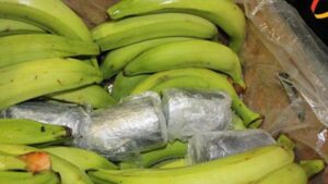 Lee más sobre el artículo Incautan en Rusia 60 kilos de cocaína en un barco con plátanos procedente de Ecuador