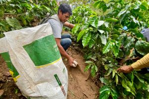 Productores de café de especialidad recibieron capacitaciones en Palanda