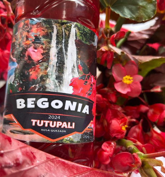 La Begonia y sus derivados se exhibieron en el VII festival de este fruto