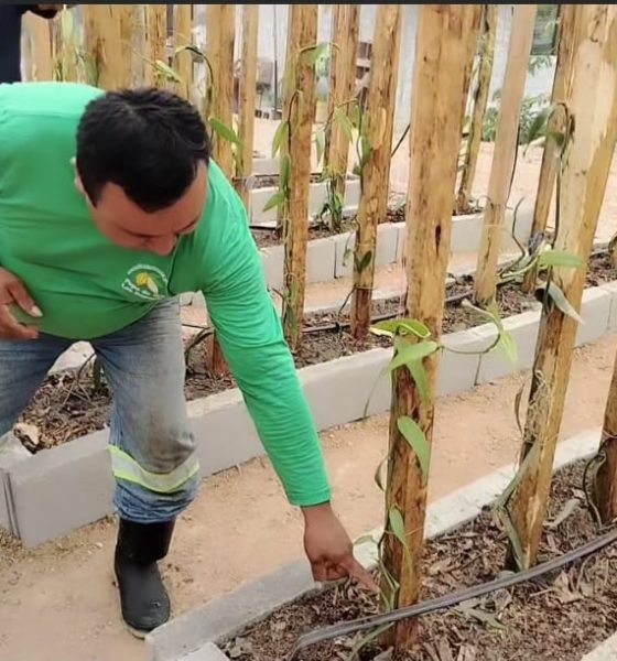 Pepa de Oro «Los Bayanes» un Emprendimiento Agropecuario toma fuerza con el cultivo de vainilla en El Pangui