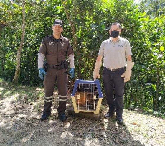 Operativo ambiental exitoso: Policía salva a oso perezoso en pleno centro Urbano de Zamora