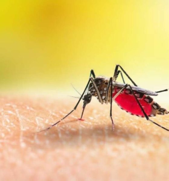 Falleció primer paciente con fiebre amarilla en Ecuador