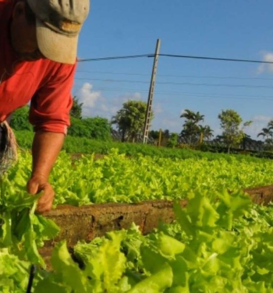 Así pueden acceder los productores al crédito 7×7