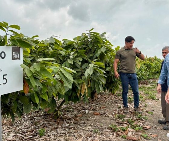 El cacao ecuatoriano arrancó 2026 con sus peores cifras de exportaciones en 22 meses