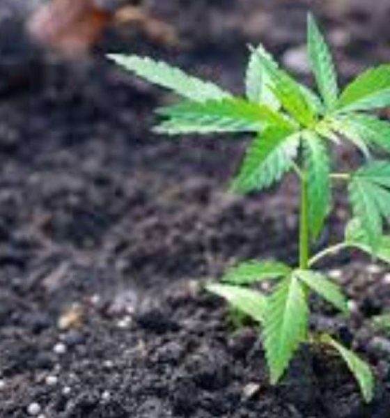 CNE frena regulación del cannabis en Ecuador por falta de firmas