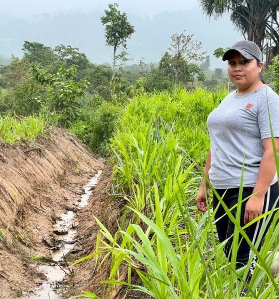 Drenaje de fincas fortalecen la producción de Paquisha