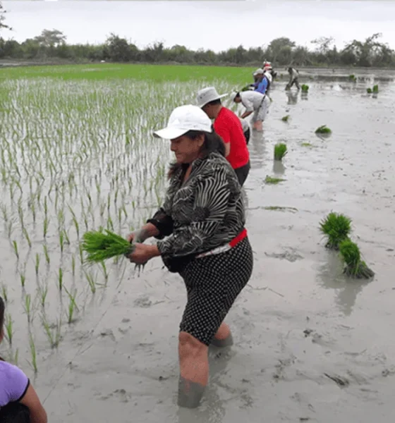 El arroz que El Niño podría poner en jaque en Ecuador