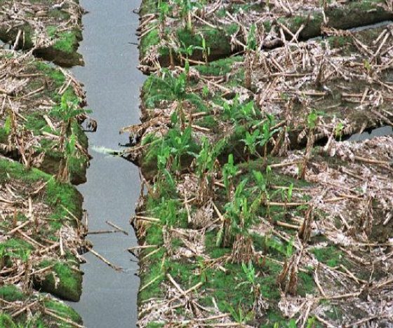 Fenómeno de El Niño amenaza con provocar pérdidas millonarias al sector productivo de Ecuador: ¿Cuánto podrían perder las empresas y cómo prepararse?